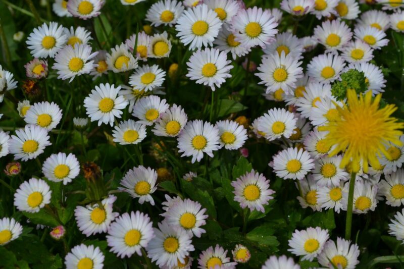 Chamomile Flowers: Health Benefits, Uses, and Contraindications