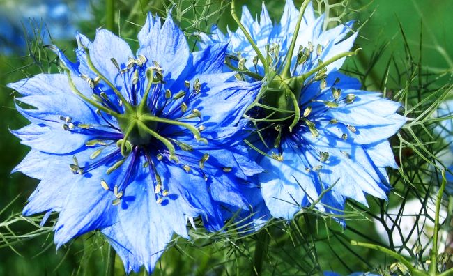 Negrilica: The Miracle Plant with Impressive Health Benefits