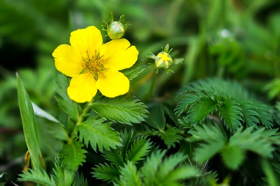 Crayfish Tail (Potentilla anserina): A Forgotten Plant with Remarkable Therapeutic Virtues