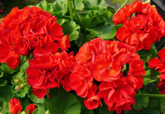 Muscata Flowers: Benefits for the Body and Contraindications for Consumption