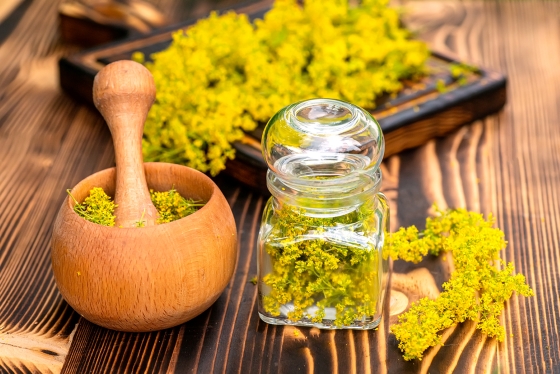 Drăgaica (Sânziene): What Therapeutic Properties Does It Have?