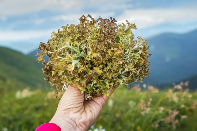 Lichen Stone: Benefits and Therapeutic Properties