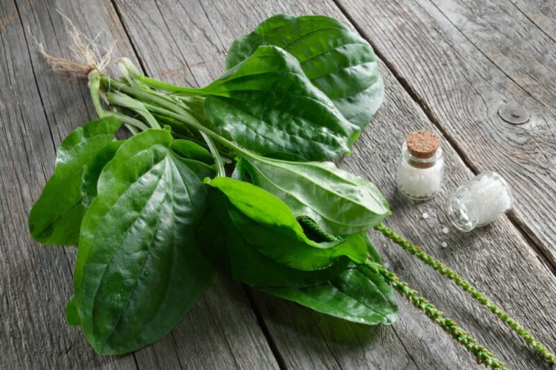 Patlagina (Plantain): Properties, Benefits, and Contraindications