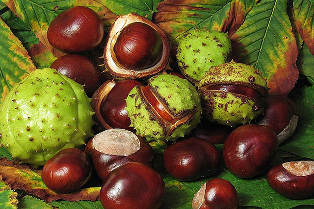Wild Chestnut: Benefits for the Body and Contraindications