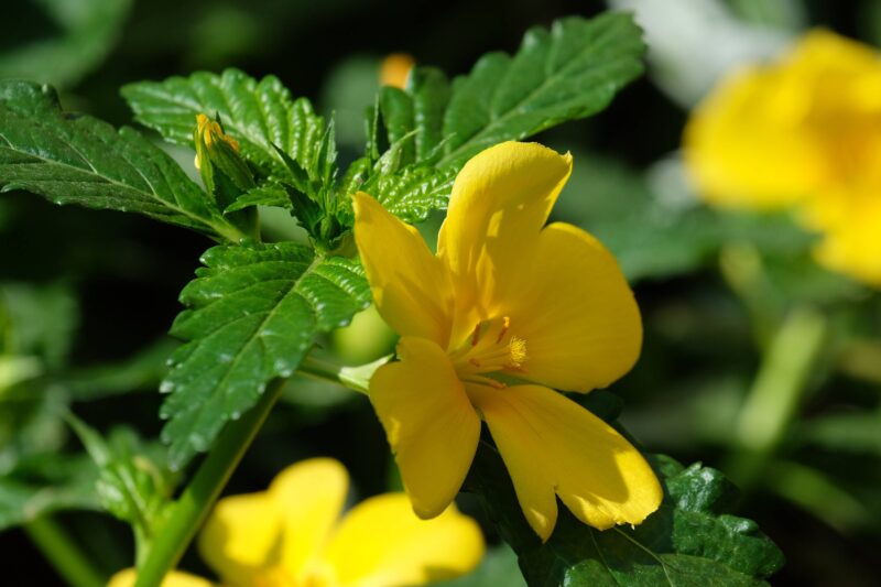 Damiana: How to Recognize the Flower and Discover Its Medicinal Powers