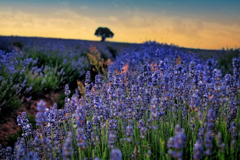 Lavender: Nature’s Soothing Powerhouse