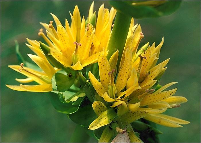 Gentian: The Bitter Herb with Powerful Digestive, Tonic, and Antiparasitic Benefits