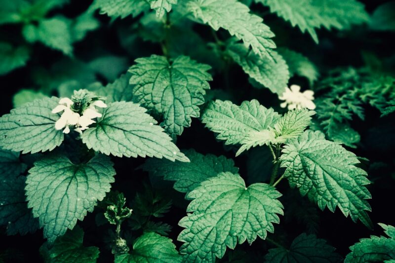 Nettles: A Powerful Plant with Remarkable Benefits for the Body