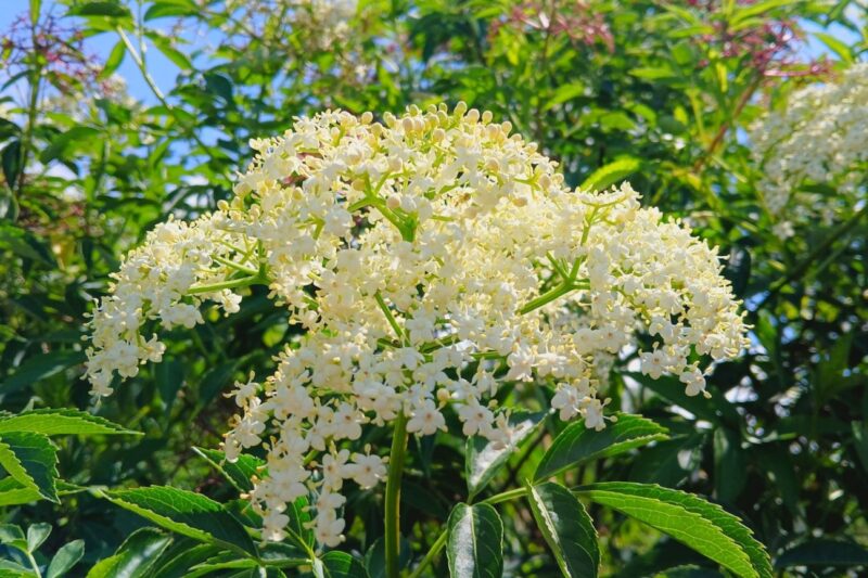 Elderflowers: Properties, Benefits, and What Conditions They Can Treat