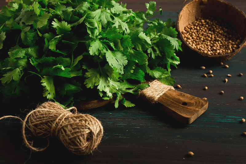 Coriander: A Flavorful Herb with Hidden Health Benefits