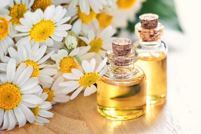 Chamomile Oil: Calming Properties and Everyday Uses for Wellness
