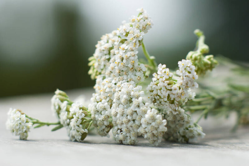 Mouse Tail (Myosotis spp.): Properties and Therapeutic Indications