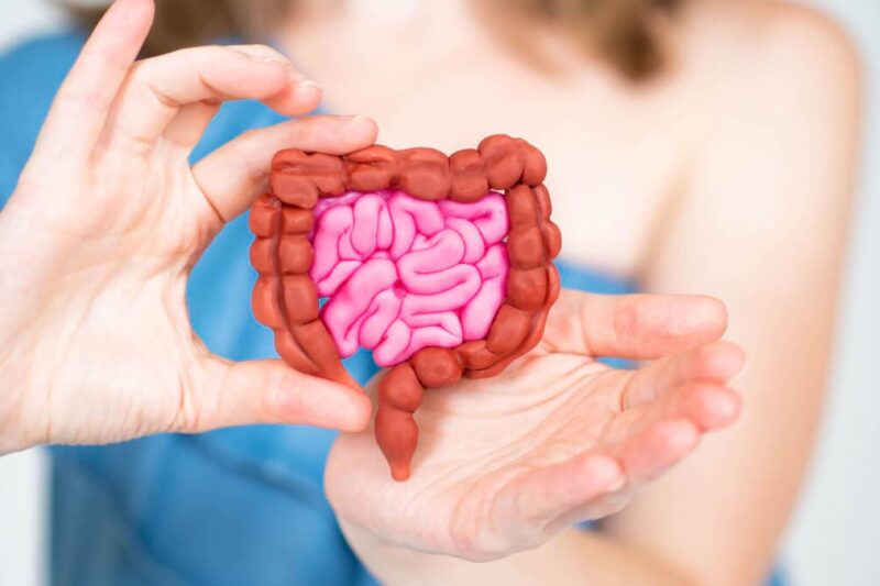 The Gut Microbiome: Why the “Second Brain” Is the Key to Your Health