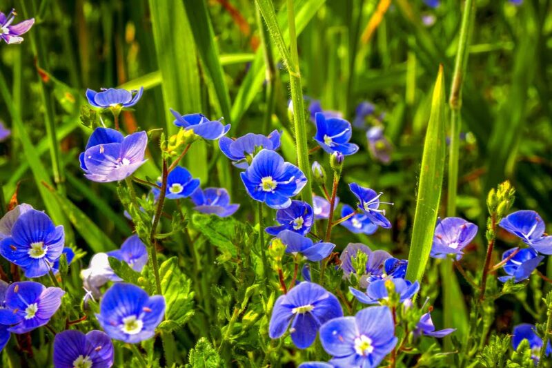 Ventrilica: Traditional Remedy with Modern Potential