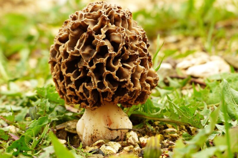 Morel Mushrooms (Morchella Morel): 5 Health Benefits