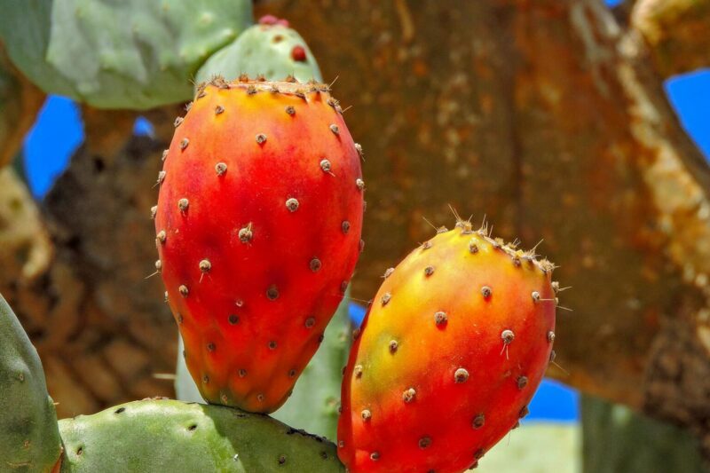 Cactus Fruit: Benefits, Properties, and Contraindications