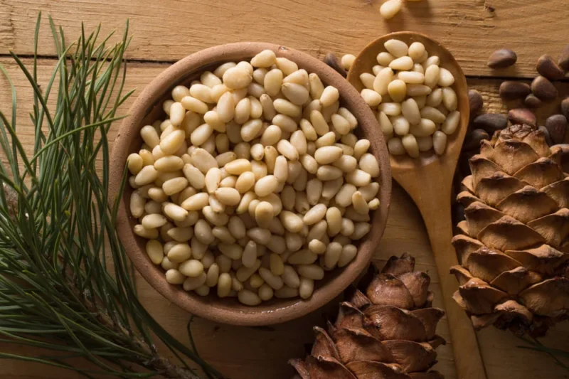 Pine Buds: Benefits, Recommendations, and Contraindications