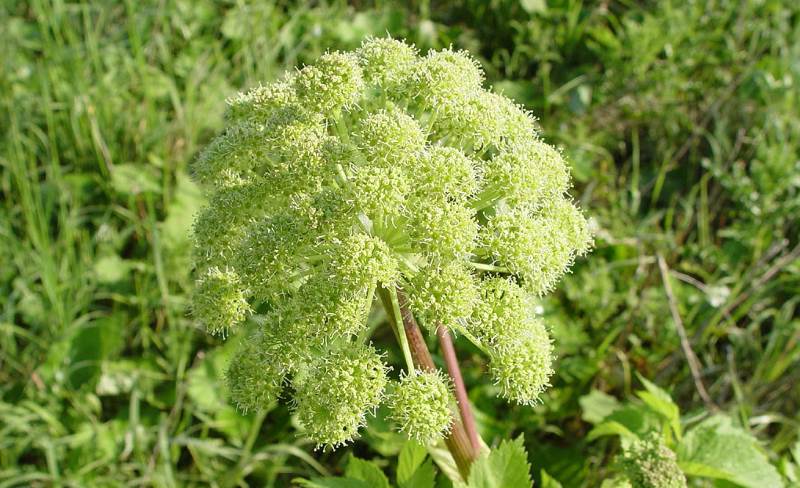 Angelica: Benefits, Properties, and Uses 🌿✨