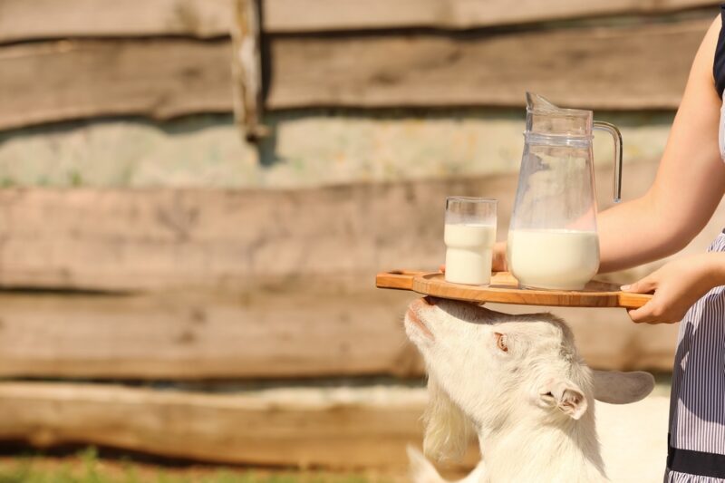 Goat Milk: 10 Reasons to Choose It 🐐🥛