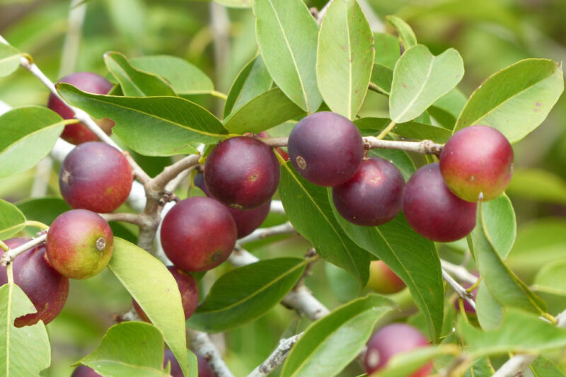 Camu Camu: Benefits, Properties, and Uses
