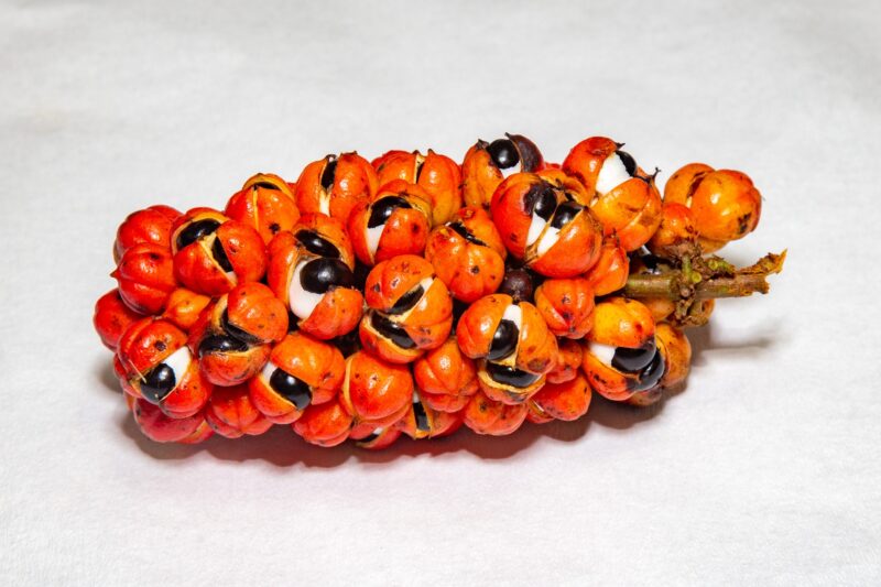 Guarana: 15 Amazing Health Benefits