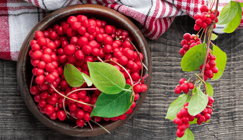 Schizandra: Benefits, Properties, and Uses