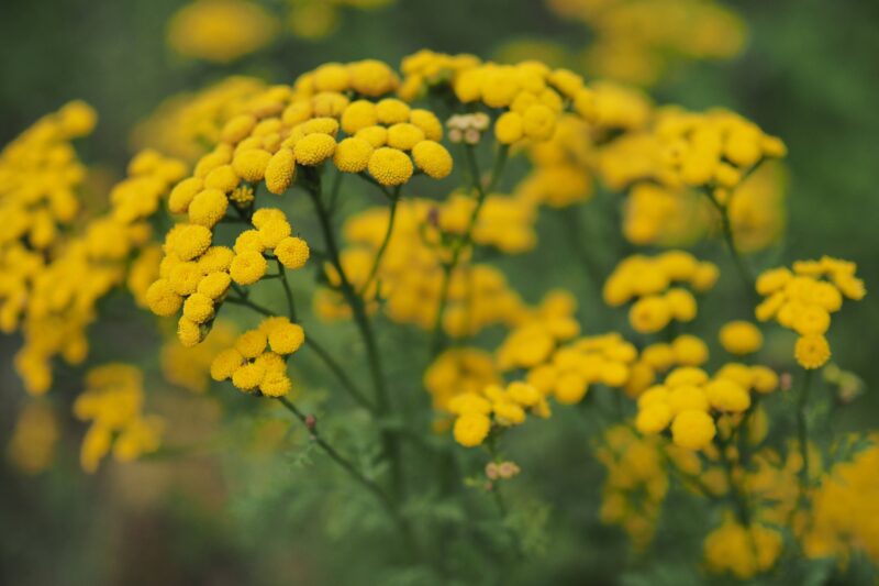 Vetrice (Tansy): Properties, Benefits, and Uses