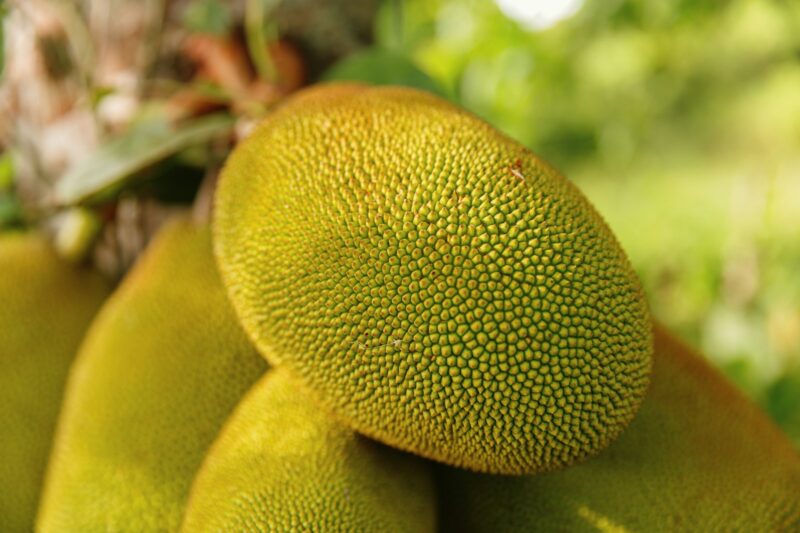 Jackfruit: Benefits, Recommendations, and Contraindications